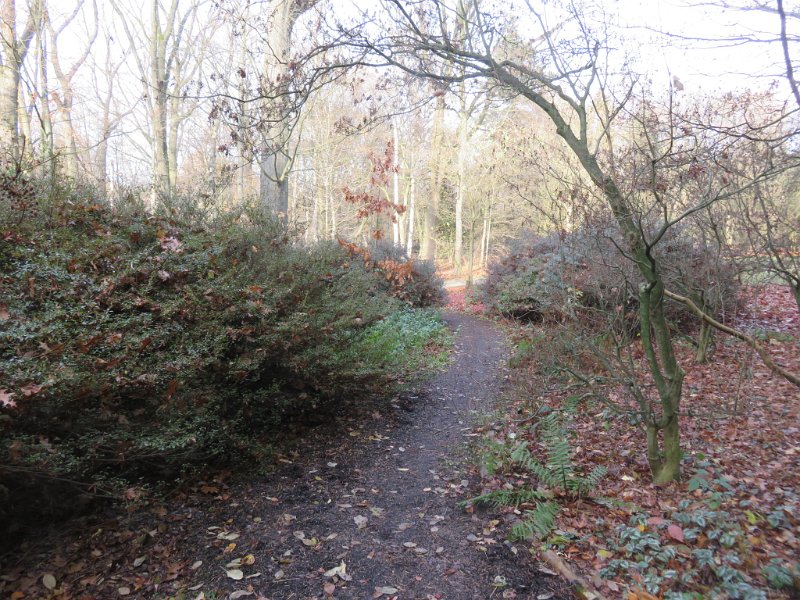 Geografisches Arboretum Rombergpark am 17,102018 (82)